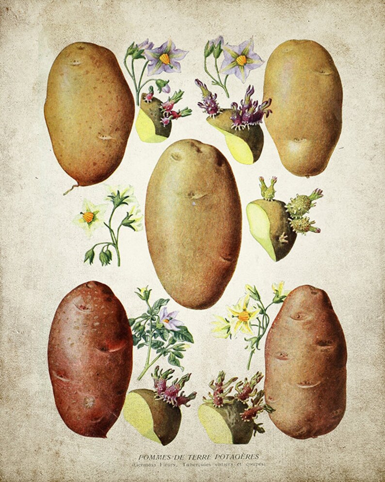 Vintage Potato Botanical Print Root Vegetable Botanical Etsy