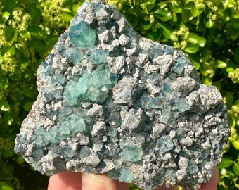 May include: A raw, natural fluorite specimen. The mineral features a mix of gray rock matrix and translucent, teal-colored fluorite crystals. The crystals are cubic in shape and vary in size, creating a textured appearance. The background is blurred green foliage.