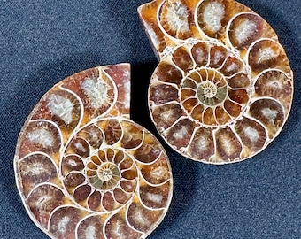 Coppia di ammoniti tagliate - Fossile