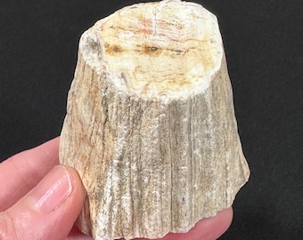 Petrified Wood Branch