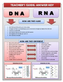Messenger Rna Model DNA Replication and Messenger RNA Model - Etsy