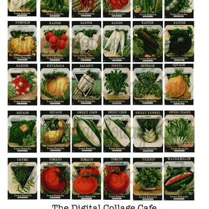 Pacotes de sementes de vegetais vintage da folha de colagem digital P-Z da década de 1920 - TT - 013 - Download instantâneo