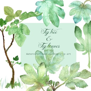 Feigenbaum, Aquarell Feigenblätter, Feigenbaum Laub Illustration, Grünes Blatt, Botanischer Garten, Mediterran Botanik, DIY