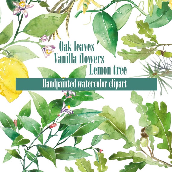 Download Botanical Watercolor Clipart Illustrations Oak Leaf Clipart Etsy