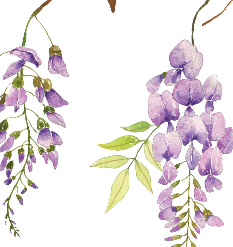 Watercolor wisteria clipart Printable lilac flower | Etsy