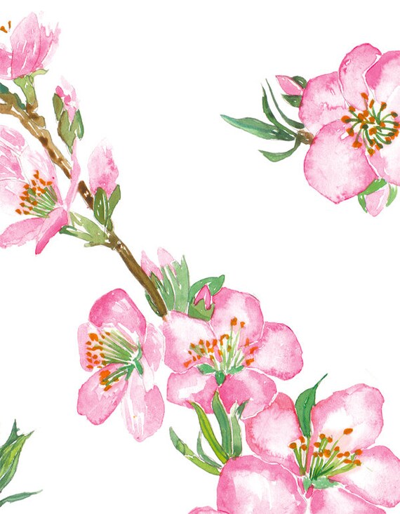 Clipart Aquarelle Fleur De Cerisier Sakura Clip Art Fleurs