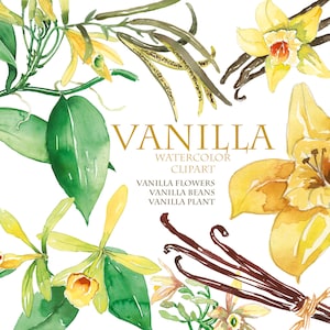 Clipart vanille aquarelle : fleurs, haricots, plantes (téléchargement numérique PNG)