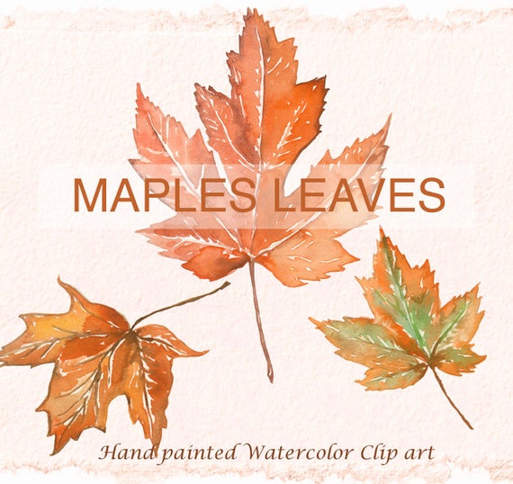 Maple Leaf Clip Art Printable Maple Leaf Fall Leaf Clipart Etsy