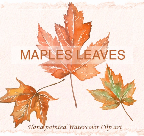 Clip Art: Maple Leaves