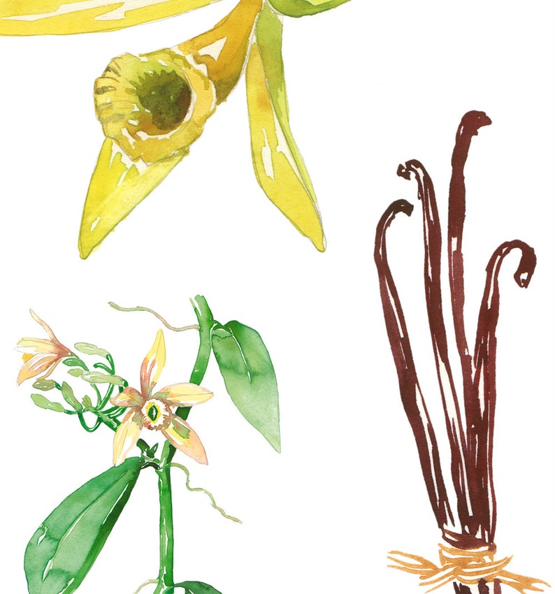 Vanilla bean vector clipart and illustrations (815). 