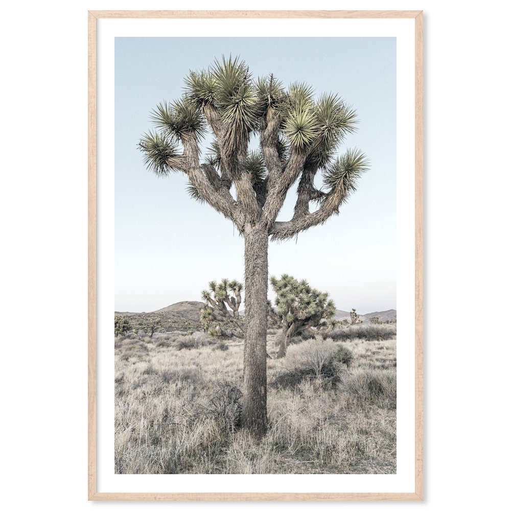 Joshua Trees, Canvas Art Print, Paper Print, California, Desert Plant