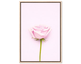 May include: A single pink rose with a light pink background. The rose is in focus and the background is blurred.