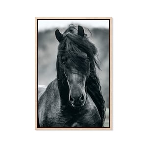 Caballo frisón, impresión en lienzo, impresión en papel, belleza negra, arte animal, decoración de pared, póster, fotografía
