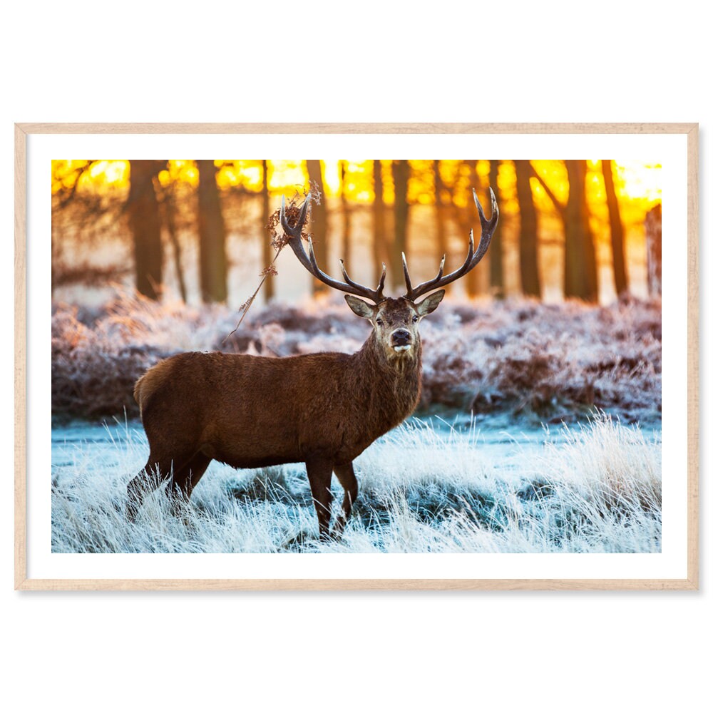 Deer at Sunset Canvas Art Print Paper Print Deer Wall Etsy UK
