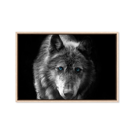 blue eyed black wolf