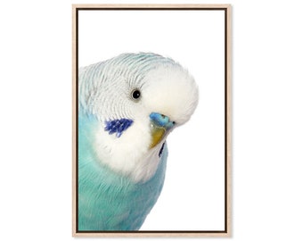 Blue Budgerigar, Canvas Art Print, Paper Print, Australian Birds, Budgie, Bird Print, Large Poster