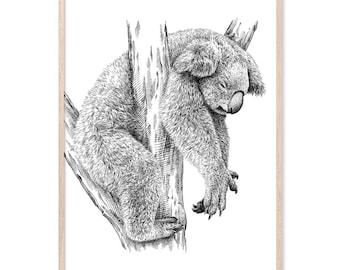 May include: Black and white illustration of a koala bear sleeping in a tree. The koala is rendered in fine detail, with a focus on its fur and the texture of the tree bark. The artwork is framed in a light wood frame.