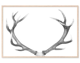 Deer Antlers Majestic, Canvas Art Print, Paper Print, Monochrome Art, Stag Art, Rustic Decor, Deer