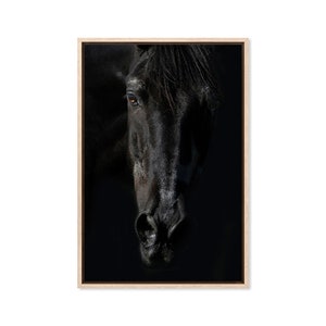 Black Horse, Canvas Art Print, Paper Print, Black Beauty, Animal Art, Wall Decor, Poster, Photography