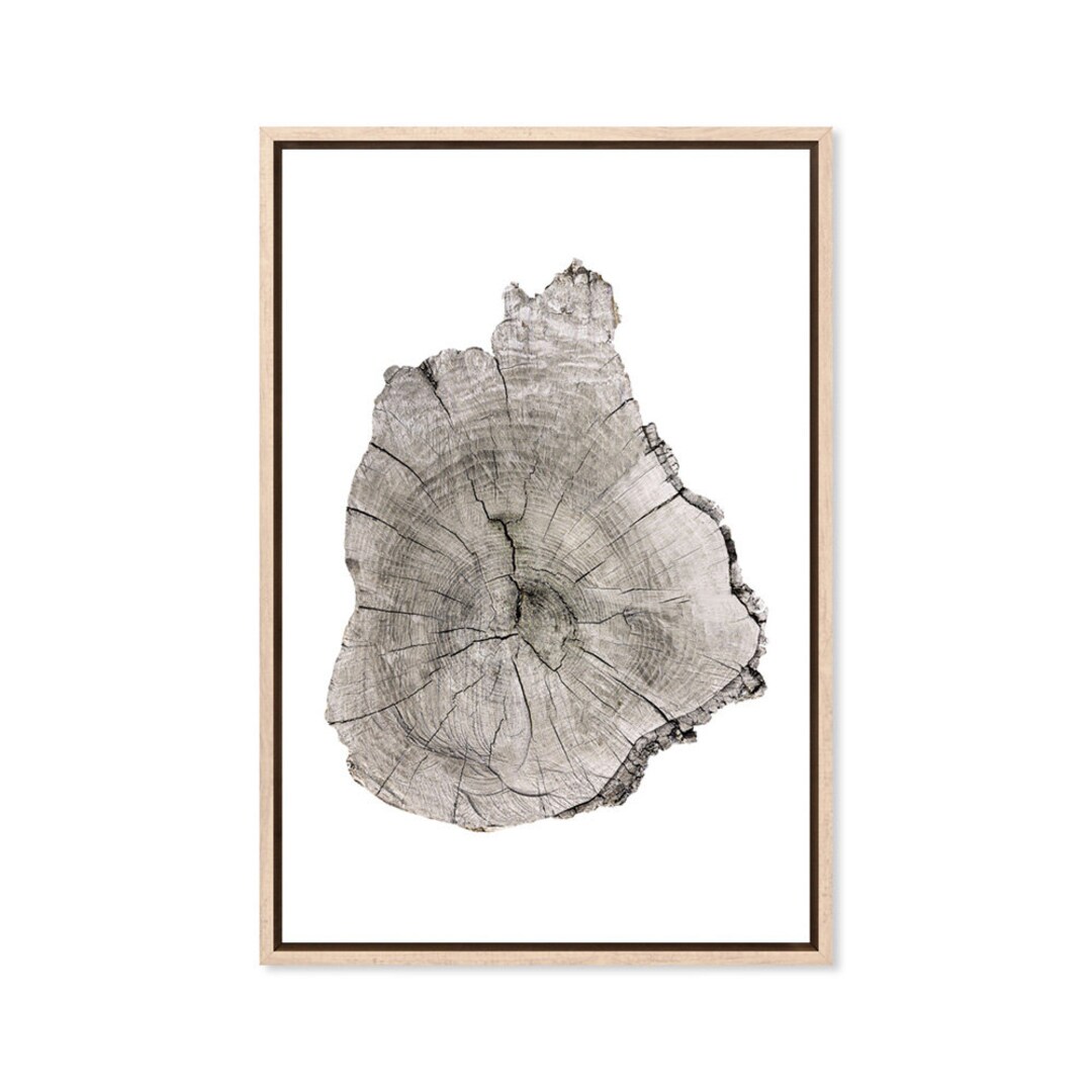 Tree Rings, Canvas Art Print, Paper Print, Forest, Nature, Large Canvas ...