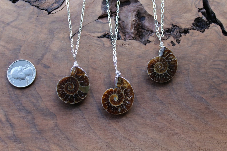 Fossil necklace, ammonite necklace, silver wire wrapped long layering necklace, real fossil necklace, shell necklace, gift for women image 3