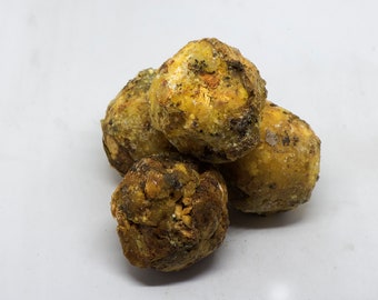 Canarium madagascariensis - Haramy, Elemi of Madagascar