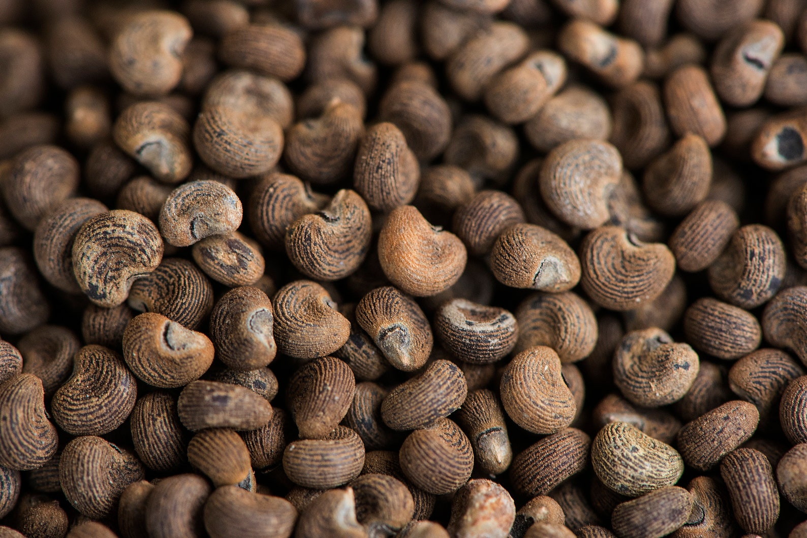 Ambretta Seeds ablemoschus Moschatus - Etsy UK