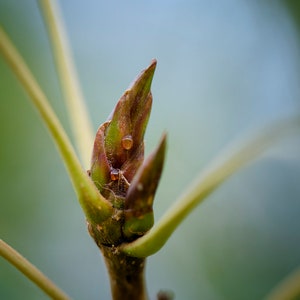 Black Poplar gems (Populus nigra)