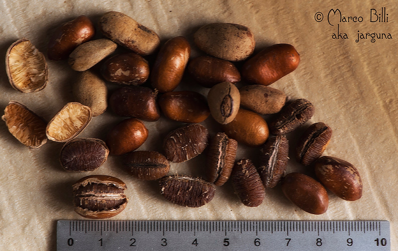 Calabash Nutmeg Jamaica Nutmeg monodora Myristica Etsy