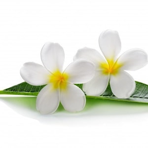 May include: Two white plumeria flowers with yellow centers, resting on a green leaf, isolated on a white background.