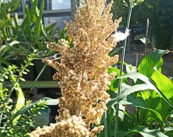 Sugar cane seeds Sugar cane, sweet sorghum grown in Italy, fresh seeds just harvested 2024 sweet sorghum