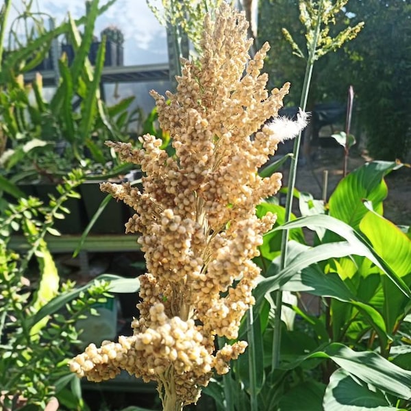 Graines de canne à sucre de canne à sucre, sorgho sucré cultivé en Italie, graines fraîches juste récoltées 2023 sorgho sucré