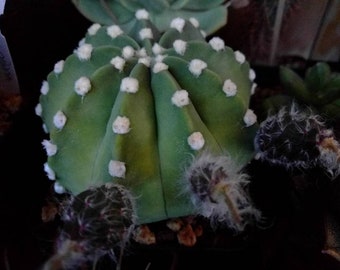 600 x Echinopsis Subdenudata Cactus Seeds Semi fresh 2022 - Plant Succulent