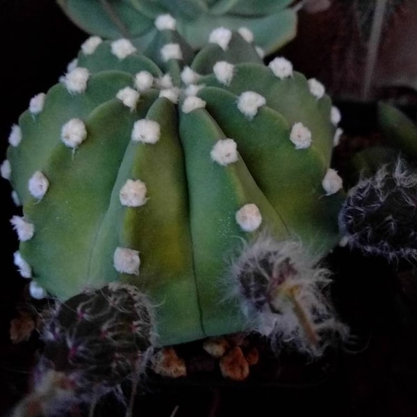 200 x Echinopsis Subdenudata Cactus Seeds Semi fresh 2023 - Plant Succulent