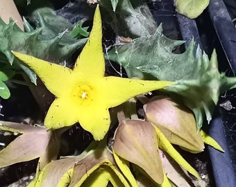 Orbea Speciosa (Seestern Kaktus, Aas Kaktus) / 5 Samen - Etsy sterreich