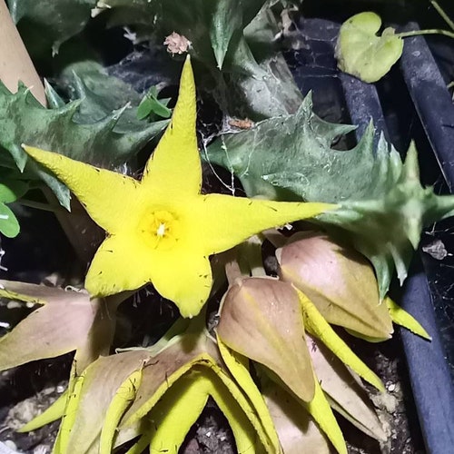 Adult plant CUTTING Orbea Lutea Stapelia yellow flowers flower - Plant Succulent cutting 15 cm