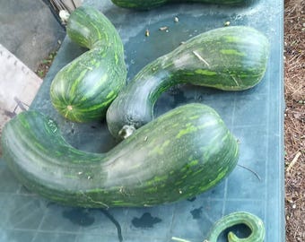 Fresh NAPLES FULL PUMPKIN seeds fresh seeds- food gardening pumpkin 2026