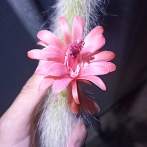1 cutting Monkey Ape Tail Cleistocactus colademononis Red Pink flower monkey tail - Adult Plant Cactus succulent 15 cm