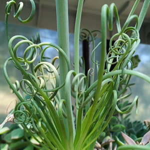 Seeds Albuca Spiralis Frizzle Sizzle Yellow flower Semi freschi fresh 2024 - Plant Succulent bulbose hand pollinated own production
