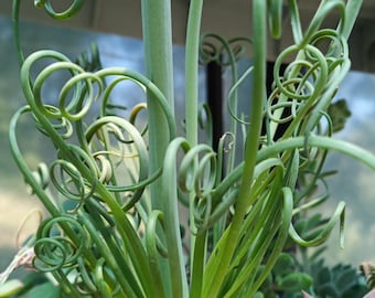 PLANT Albuca Spiralis Frizzle Sizzle in pot  Yellow flower - Plant Succulent bulbose own production