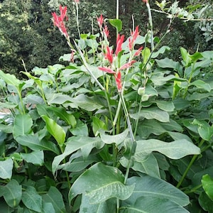 10 seeds ACHIRA plant CANNA INDICA edulis small red flower color akira produces an edible tuber