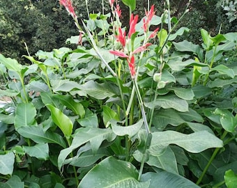 ACHIRA rizoma CANNA INDICA edulis color de flor roja akira produce un tubérculo de raíz comestible