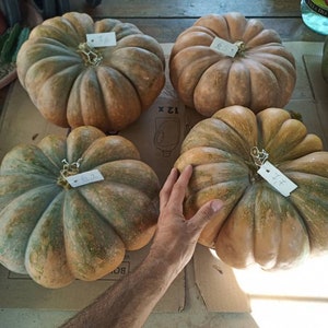 Può includere: Quattro grandi zucche rotonde e costolate con una miscela di tonalità arancioni e verdi tenui. Ogni zucca presenta una piccola etichetta di carta bianca attaccata al picciolo, con numeri scritti a mano che indicano pesi di 7,6, 6,5, 6,2 e 4,7.