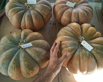 Pumpkin seeds MOSCATA variety propagated in Sardinia by family generations fresh seeds fresh seeds- food gardening pumpkin 2022