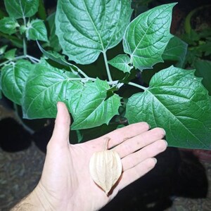 May include: A single, dried, light brown husk of a cape gooseberry, also known as a goldenberry, held in a person's hand. The husk is slightly open, revealing the seeds inside. The plant's green leaves are visible in the background.