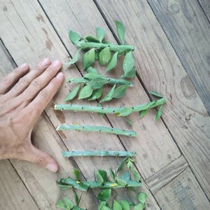 Może przedstawiać: Kilka zielonych sadzonek roślin z liśćmi i kolcami ułożonych na drewnianej powierzchni. Sadzonki mają różne długości i są ułożone po przekątnej w ramie. Ręka jest umieszczona obok sadzonek dla skali.
