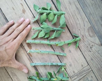 20 esquejes de cactus prehistórico Pereskiopsis Spatulata (12 cm), de enraizamiento rápido, de rosa de cera, para injerto.