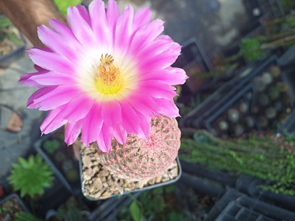 Big large Echinocereus rubispinus (succulent cactus plant)