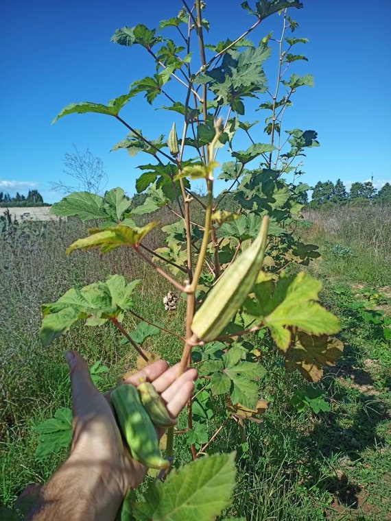 winterfester olivenbaum Olivenbaum Olea Europaea Pom Pon Plateau | 160cm