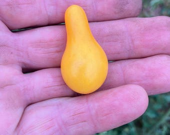 20 50 100 x SEEDS, Yellow Perino Tomato, Very productive, Rustic plant Ancient Variety Self-Produced Fertile and Reproducible Natural Agric